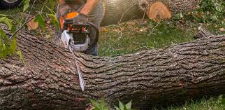 How Our Tree Care Process Works  in  Maysville, NC