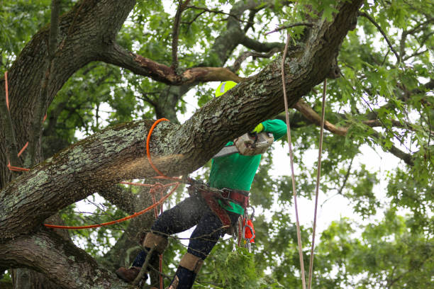 Trusted Maysville, NC Tree Services Experts