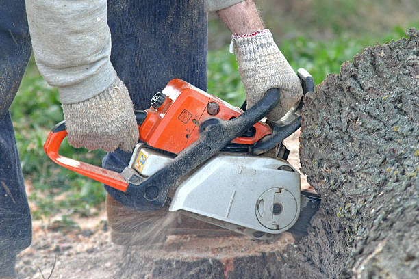 Best Tree Trimming and Pruning  in Maysville, NC