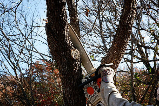 Best Tree Fertilization  in Maysville, NC