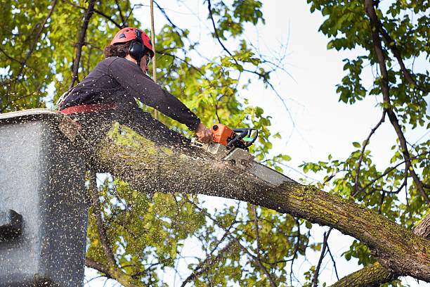 Best Weed Control  in Maysville, NC