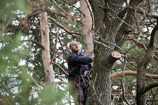 Best Tree Removal  in Maysville, NC