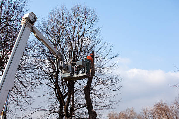 Best Tree Preservation Services  in Maysville, NC