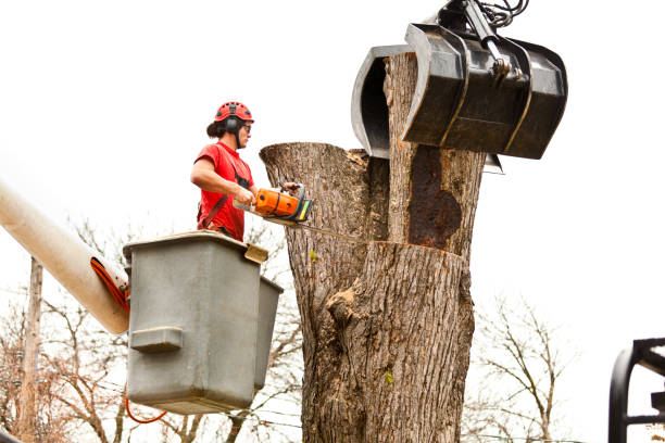 Best Hazardous Tree Removal  in Maysville, NC