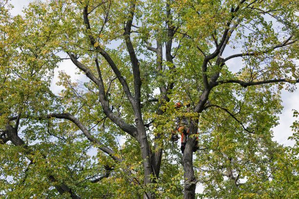 Best Tree Disease Treatment  in Maysville, NC